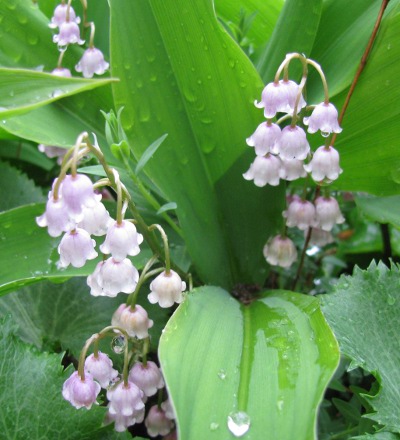 Convallaria majalis rosea 